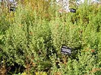 Zauschneria Californica (fam Onagracees) (Am. du nord) (1) (Photo F. Mrugala)
